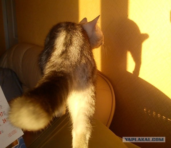 Эпический Котовторник!
