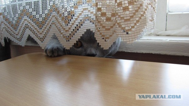 Котовторник на середину июня