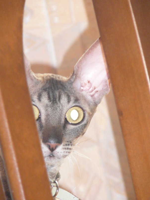 Состоятельный котовторник