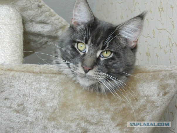 Котовторник 06.12.2011