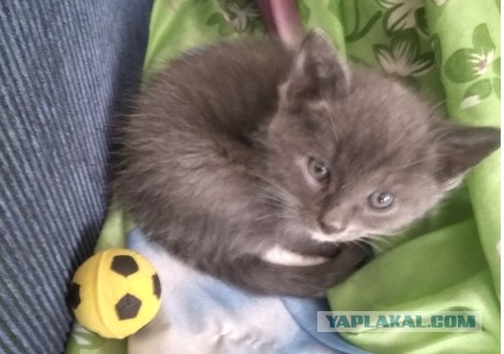 К котовторнику. Почему дома нужен котик
