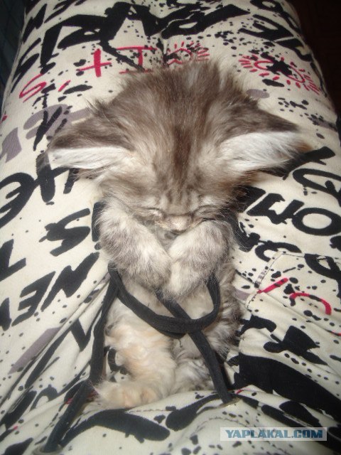 Котовторник (28.02.2012)
