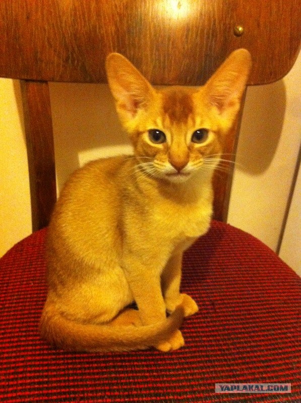 Котовторник  4.09.12