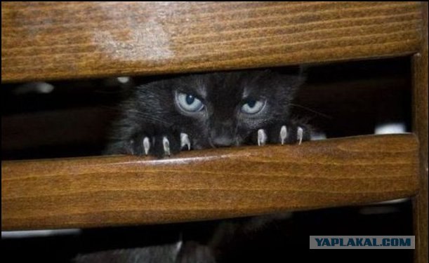 16 лучших котов сезона