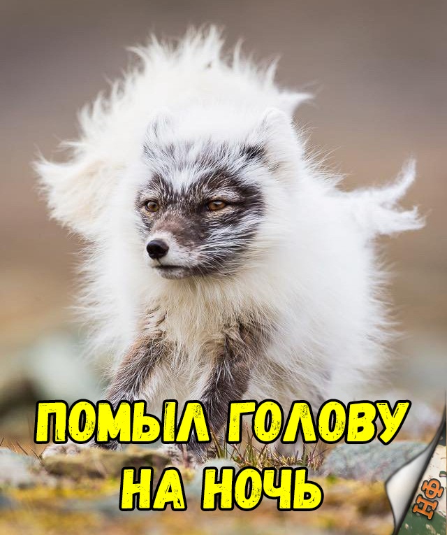 Милые животные. Мимиметр сломался