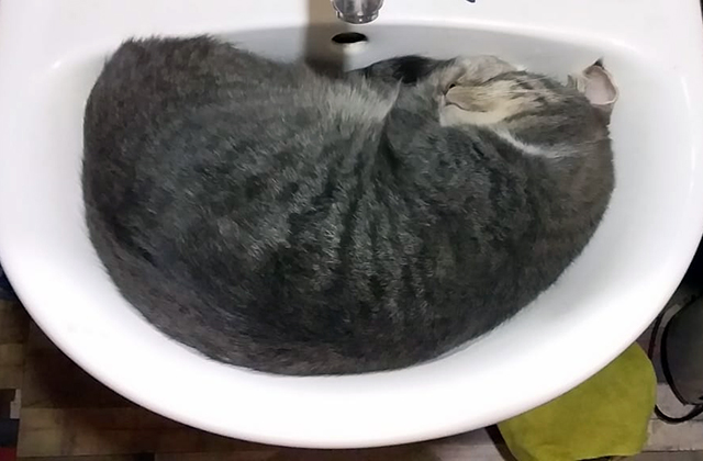 Кошки, которые заснули в самых невообразимых позах