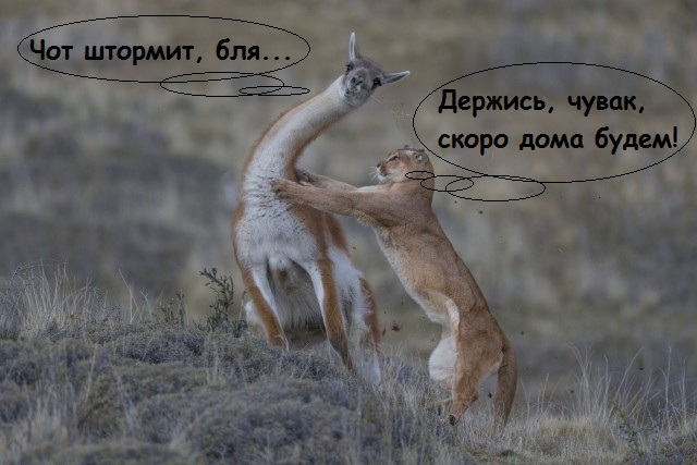 Многокартинок