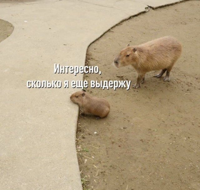Баянисто-небаянистый юмор 12.07.21