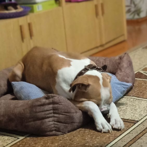 Ну чё, погнали наши городских!