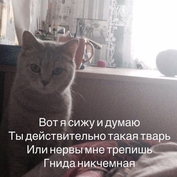Дельфин дразнит чайку рыбкой