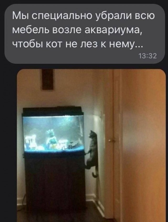 К котовторнику: подборка картинок-баянов с котиками и про котиков. Выпуск 12