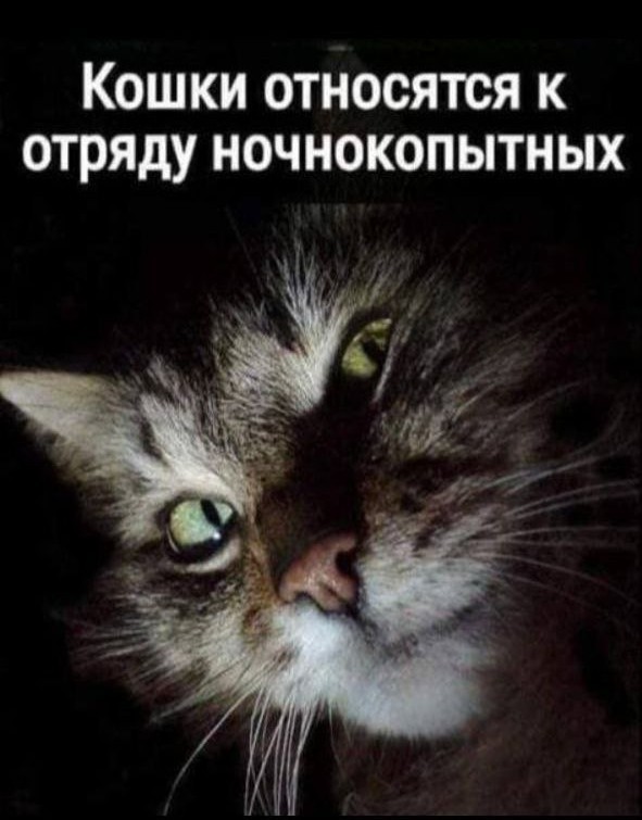 Картинки для деградации 91 (разной степени свежести)