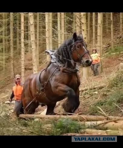 Спортивная