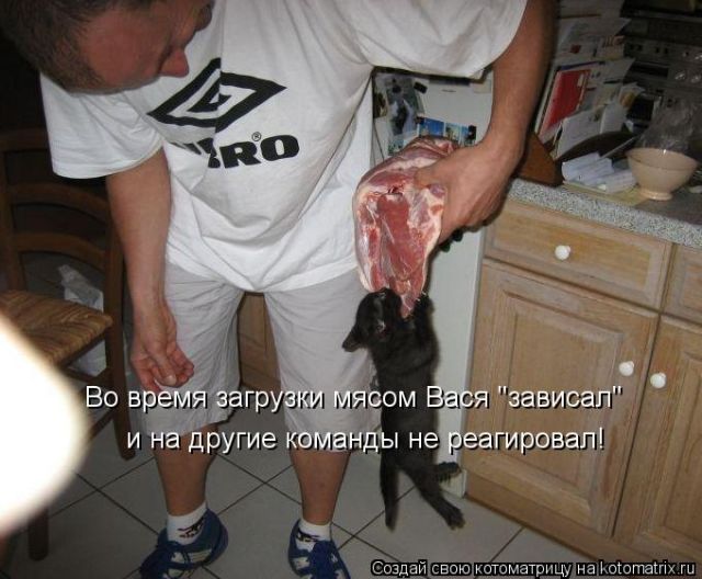 Мясо в рационе кота ))