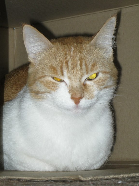 Котовторник   17.12.2013