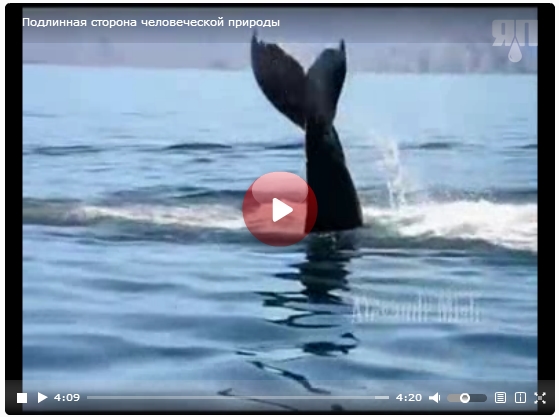 Топ-10: Лучшие темы на ЯПлакалъ в 2013 году