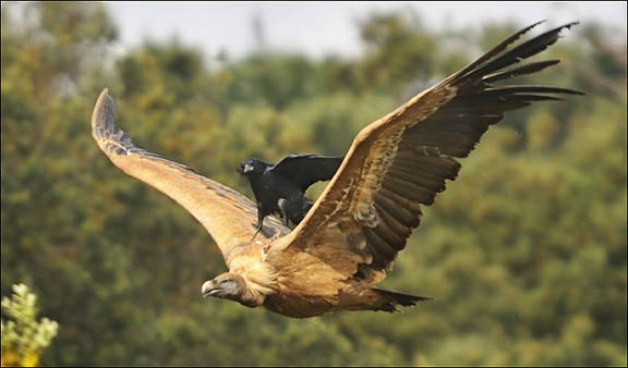 Подборка забавных и курьезных фотографий