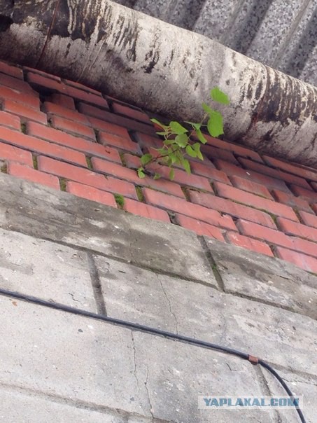 Деревья, победившие бетон и асфальт