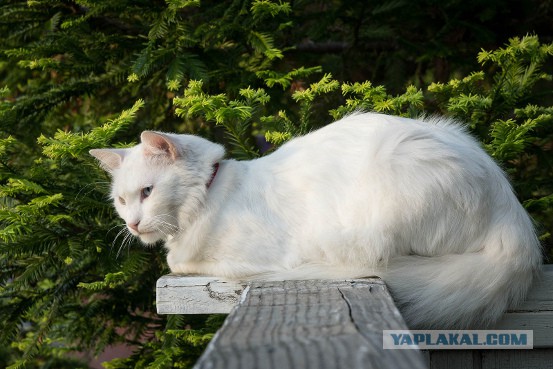 28 "котопирожков"