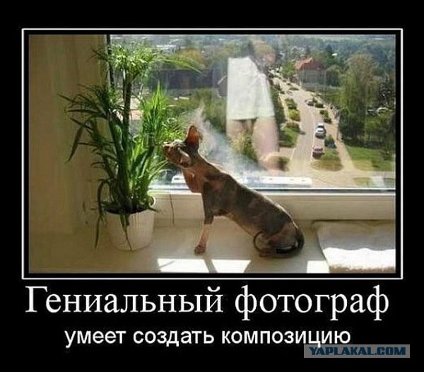 Посадил лимон...