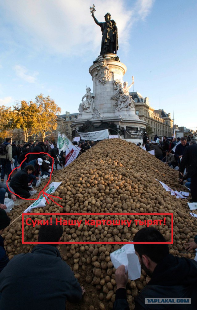 Невостребованный Россией картофель разбросан