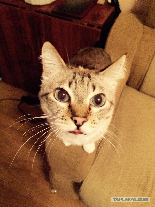Котовторник 30.12.2014