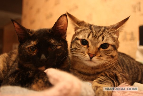 Котовторник