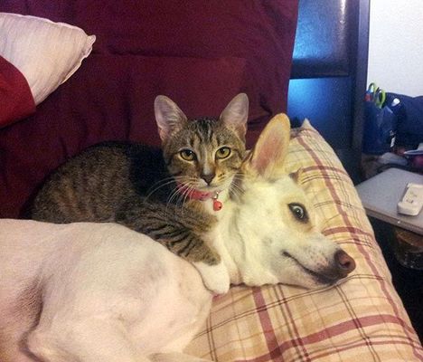 Кошки, которые используют собак вместо подушки