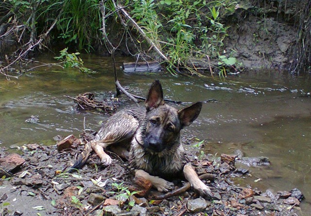 Цобакин четверг