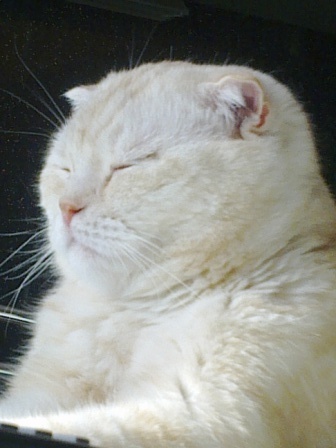 Котовторник 04.08.2015