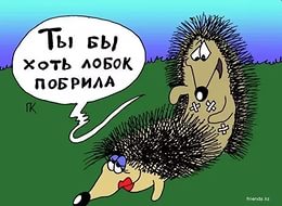 День Ежа