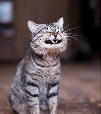 Котовторник наступил!:)