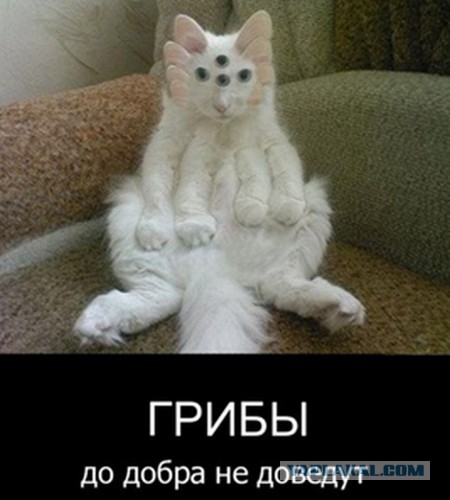 Необычные Обыкновенности