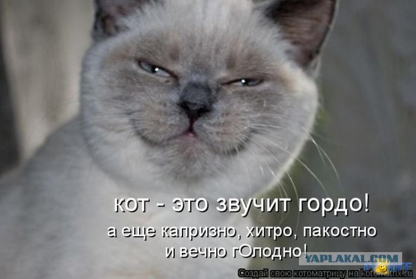 Котовторник 06.10.2015