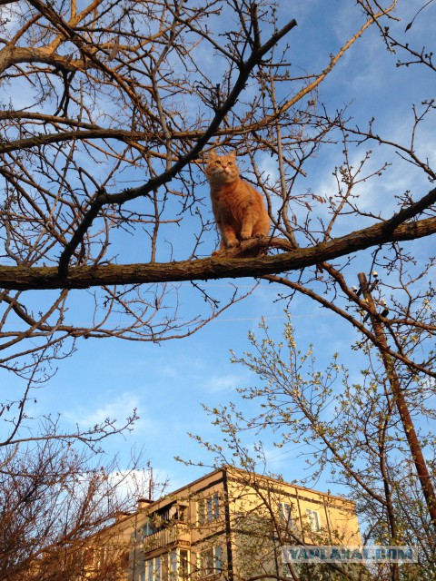 Котовторник 15.12.2015