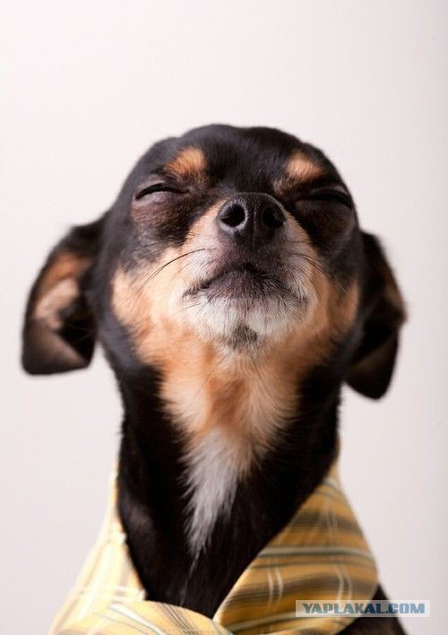 Собакочетверг