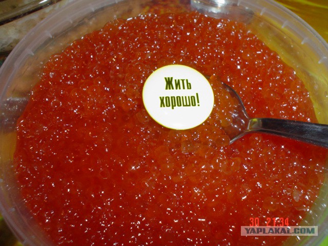 Утомленные икрой: какая она, жизнь на Камчатке?