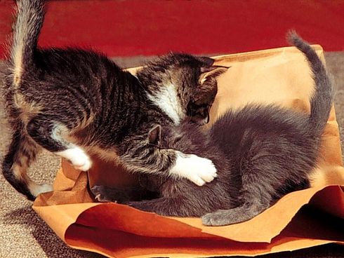 Коты, кошки, котята