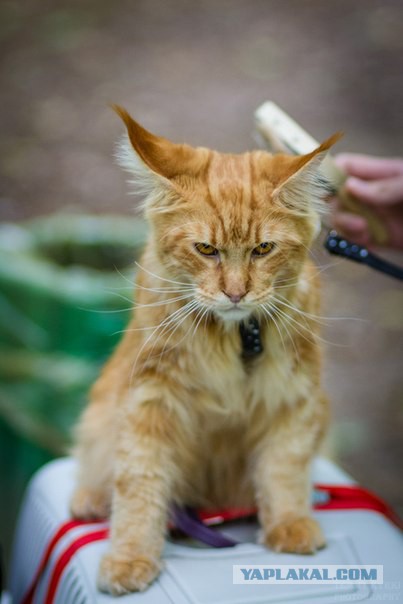 Как я вчера отбивалась от нападения