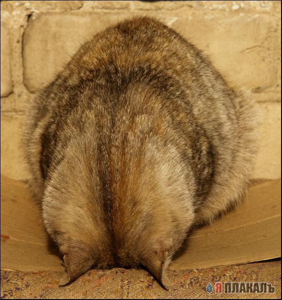 А вот и котовторник!