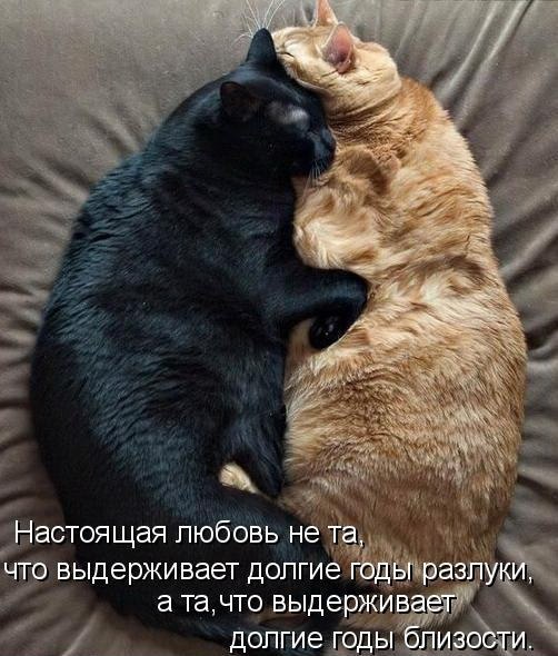 Мохнатые беспредельщики