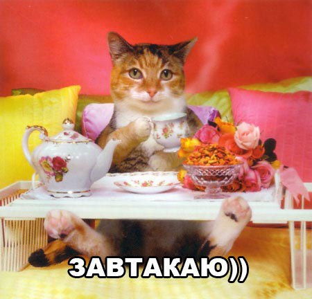Прикольные животные