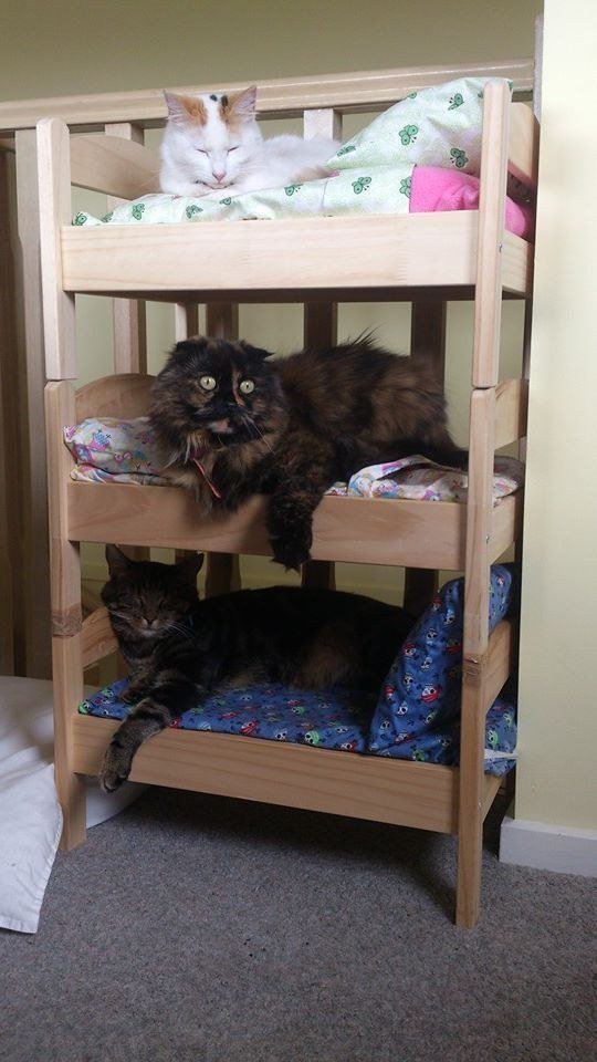 Прикольные животные