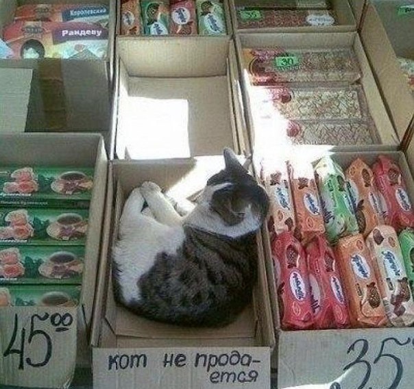 Коты и Кошки