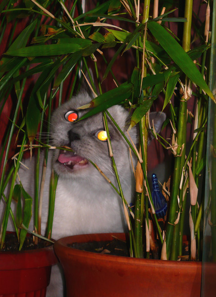 Коты и Кошки