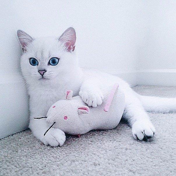 Коты и Кошки