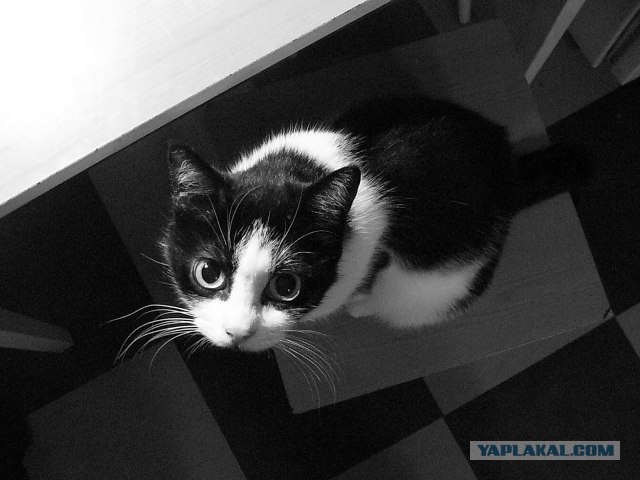 Котовторник на ЯПлакалъ (03.06), котята (31 шт)