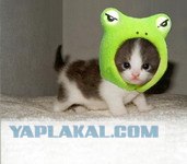 Кошак в шоке