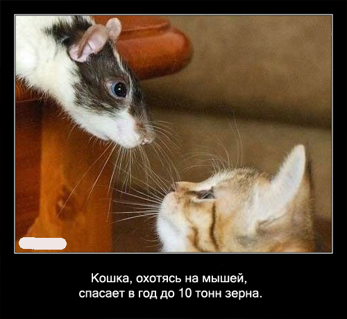 Интересные факты о кошках в картинках, 90 штук