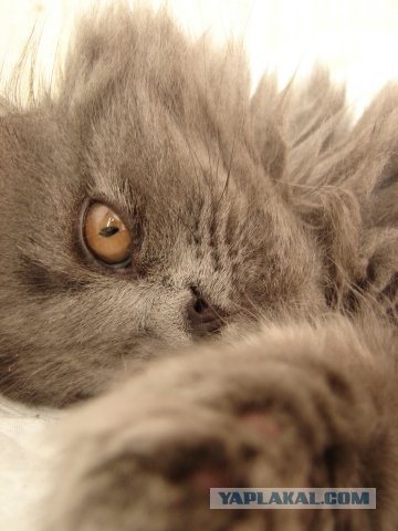 Lolcats - котовторник 33 лолокота!
